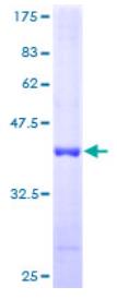 SDS-PAGE (ATPIF1-1025H).jpg